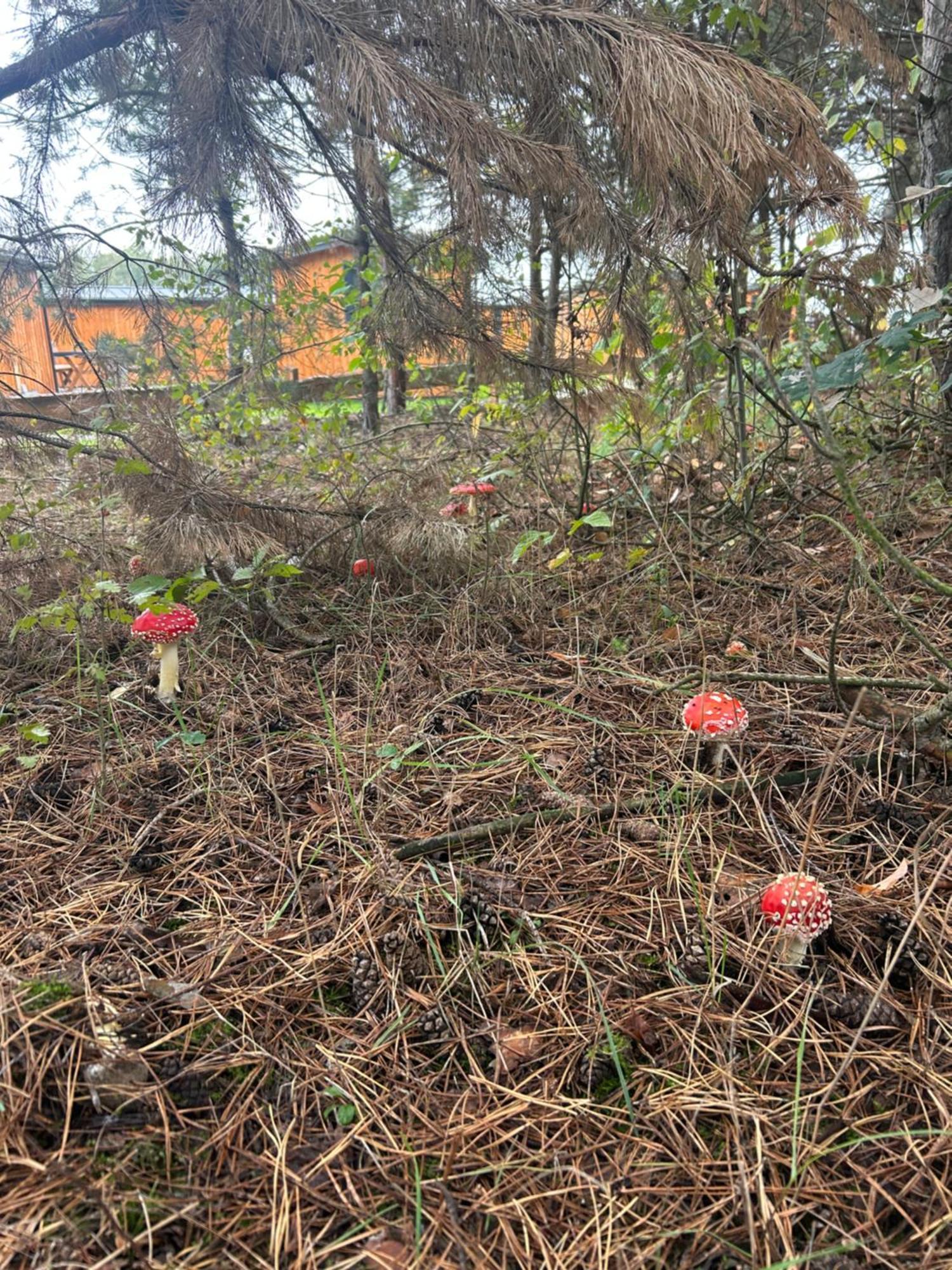 ホテル Zacisze Obok Suntago Park Grabce-Towarzystwo エクステリア 写真